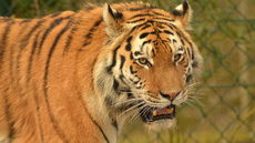 Amur-Tiger (2).jpg